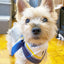 Erin 100% Silk Twill Dog Scarf, or Bandana Dog Bandana BESPOKE PAWS