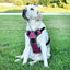 Dogline Quest Multi-Purpose No Pull Dog Harness Dog Harnesses Dogline