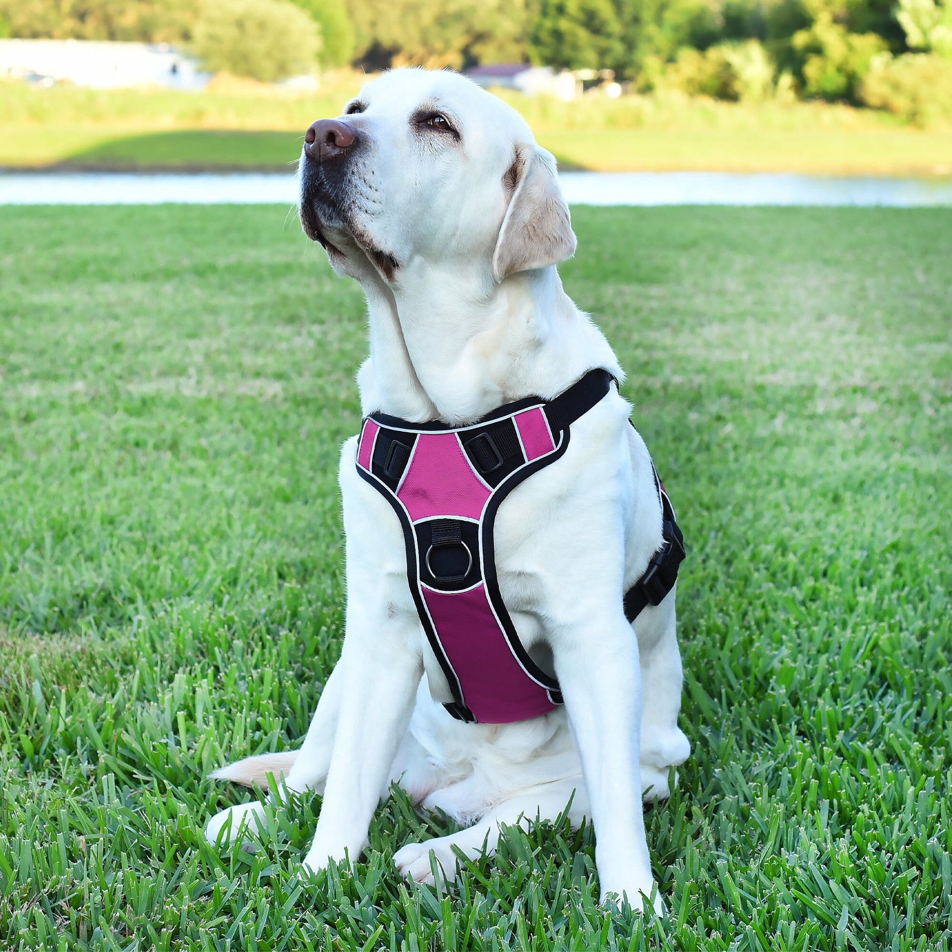Dogline Quest Multi-Purpose No Pull Dog Harness Dog Harnesses Dogline