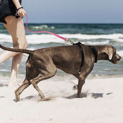 Viper Biothane Traffic Lead - Brass Hardware Dog Leashes Dogline