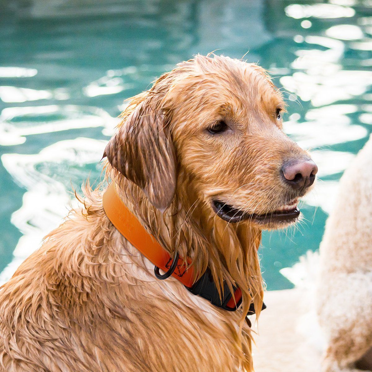 Dogline Biothane Waterproof Dog Collar with Quick Release Buckle Dog Collar Dogline