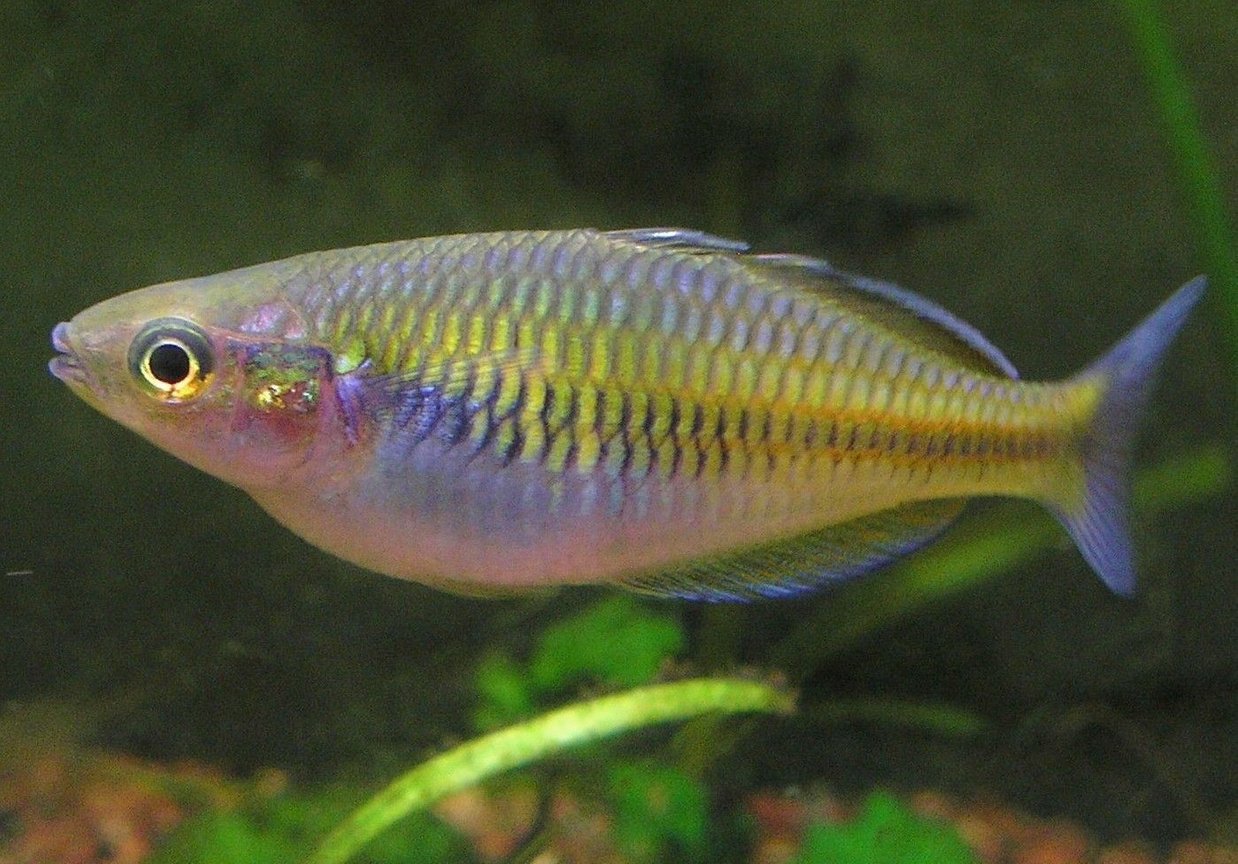 Boesemani rainbowfish RAINBOW Danaqua Live Fish & More