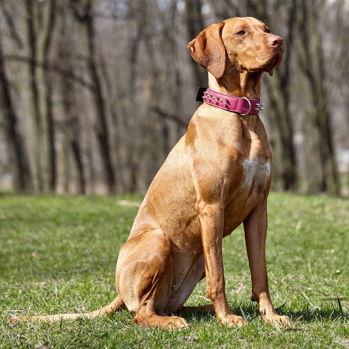 Leather + Nylon Spiked Dog Collar Dog Collar Dogline