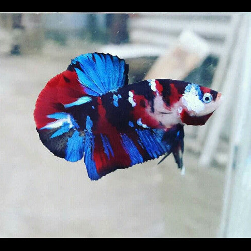 Galaxy Koi Betta BETTA Danaqua Live Fish & More