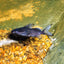 Synodontis nigrita CATFISH Danaqua Live Fish & More