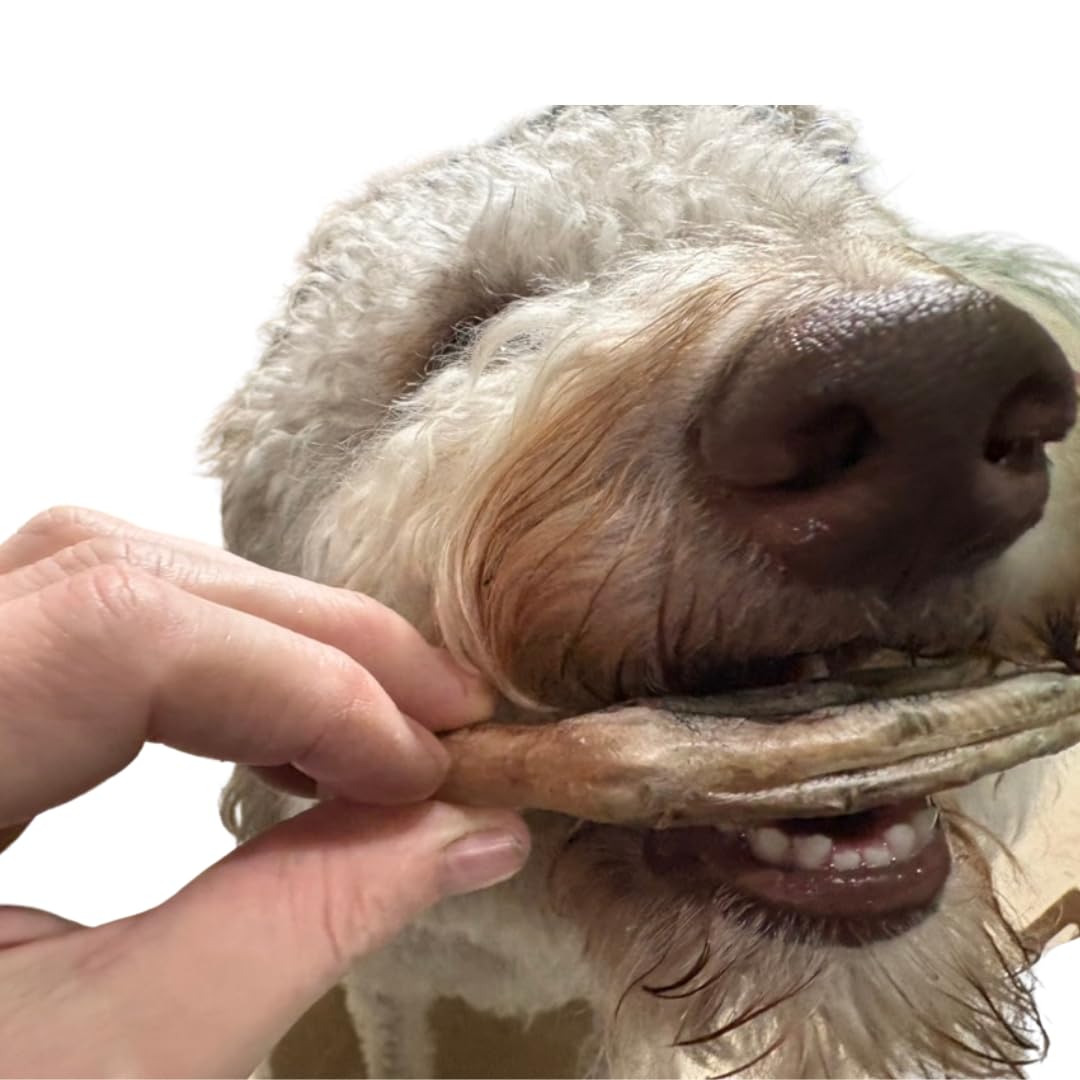 Freeze-Dried Duck Feet for Dogs, Natural Joint Support, 10 Count - Premium Quality Made in USA Quailz.com by Undique LLC