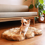 PupRug by Paw.com® Faux Fur Orthopedic Dog Bed - Curve Sable Tan Small (30" L x 20" W) Dog Beds Paw