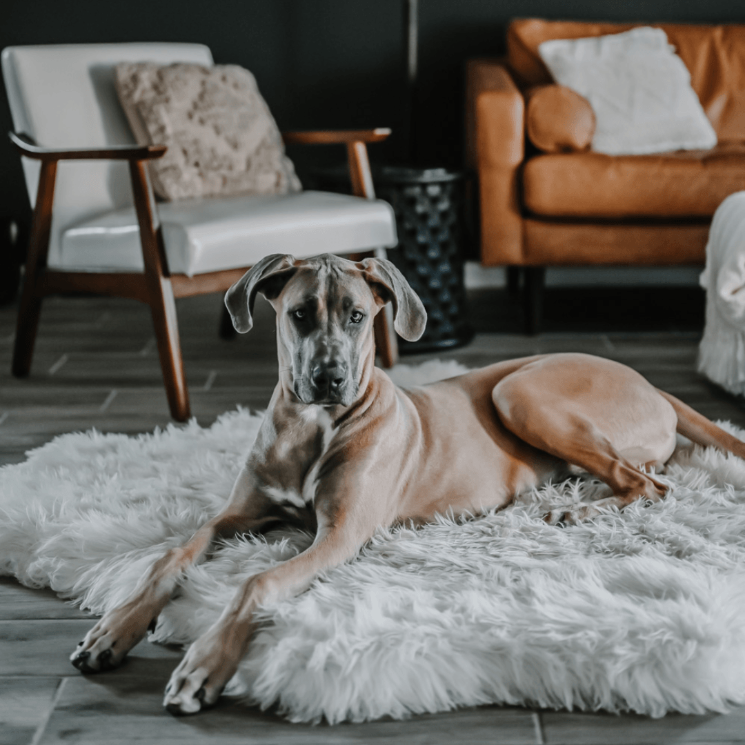 PupRug® Animal Print Memory Foam Dog Bed - Polar Bear Faux Hide Dog Beds Paw