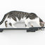 Wall Mounted Cat Feeding Shelf Cat shelves/bed Catastrophic Creations
