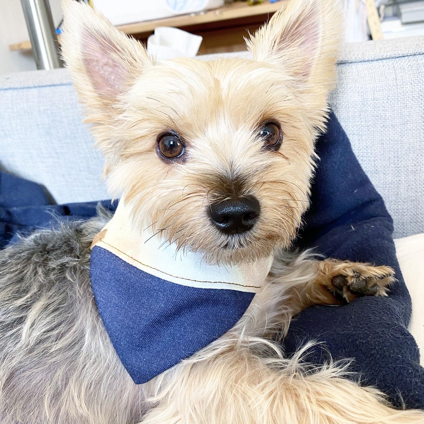 'Aspen' Reversible Pet Bandana Dog Bandana BESPOKE PAWS