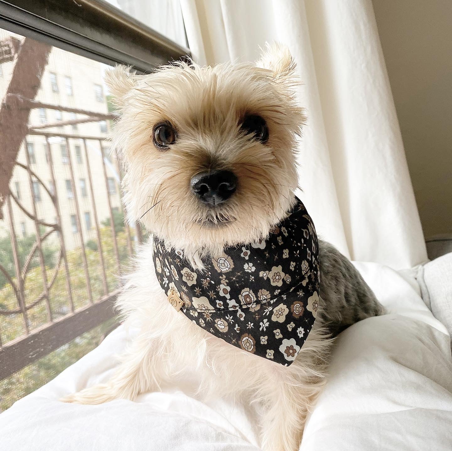 'Avery' Reversible Pet Bandana Dog Bandana BESPOKE PAWS
