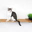 Cat Plant Stand for Wall Natural Bamboo 34" Slotted Shelf Cat shelves/bed Catastrophic Creations