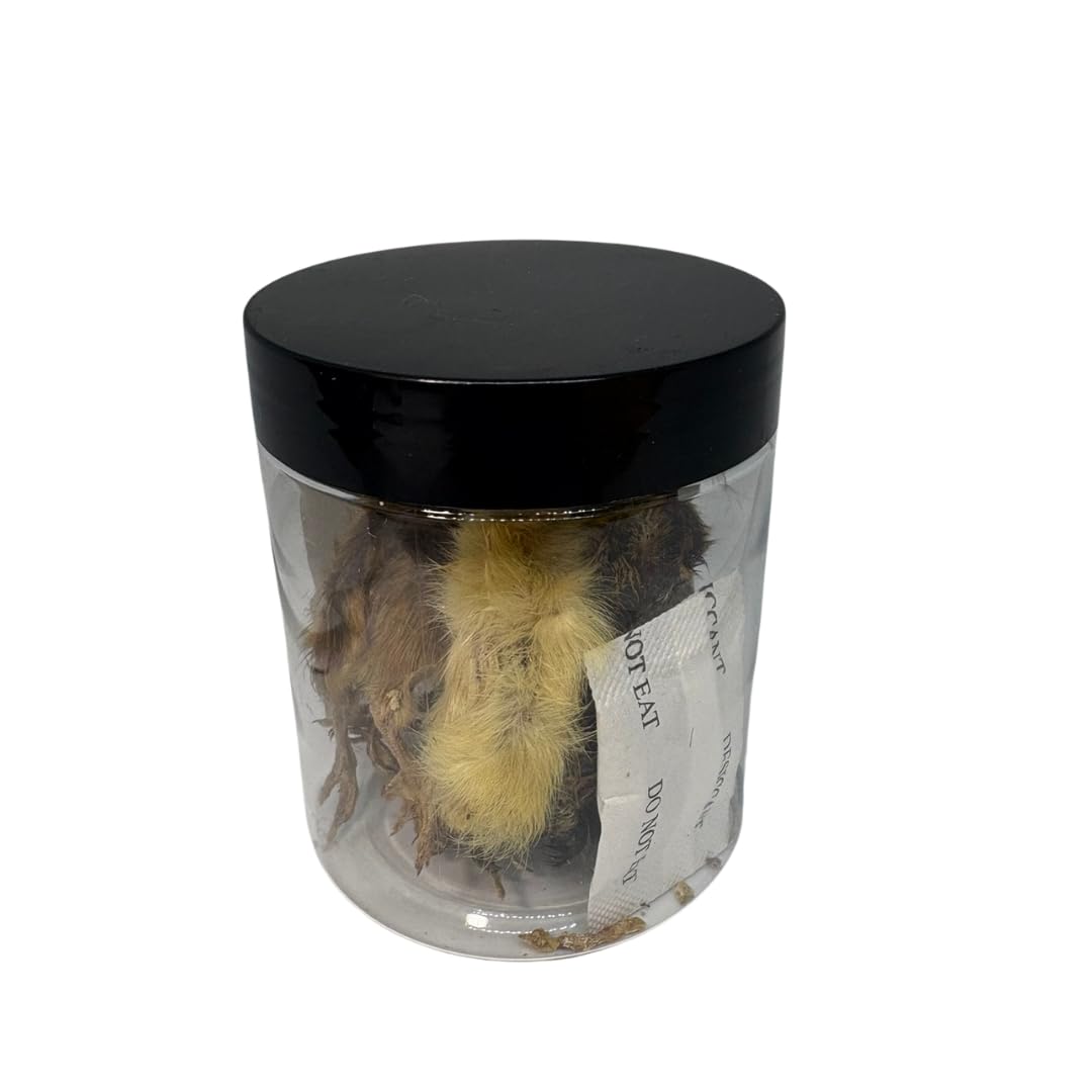 Whole Quail Chick for Carnivore Pets - Natural Prey Feeding - Quality Protein Source Medium Size Chicks 5 Count Quailz.com by Undique LLC