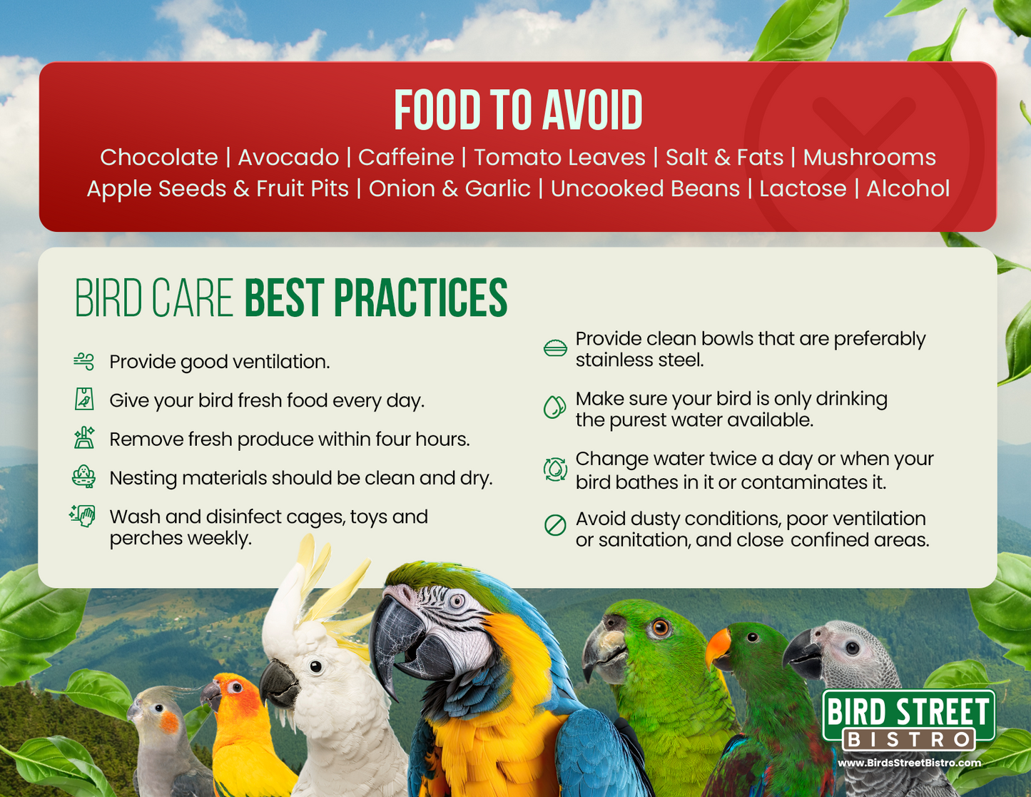 Parrot Care Fridge Magnet Merchandise Bird Street Bistro