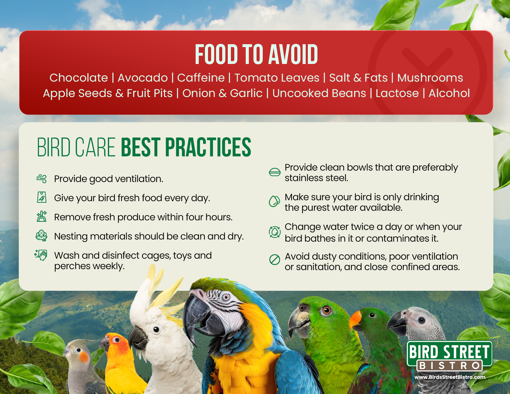 Parrot Care Fridge Magnet Merchandise Bird Street Bistro