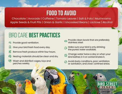 Parrot Care Fridge Magnet Merchandise Bird Street Bistro