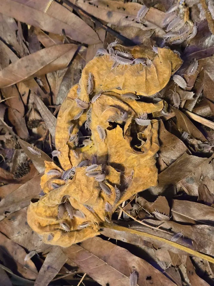 Forest Floor Leaf Litter (3 Sizes!) leaf litter Shield Wall Exotics