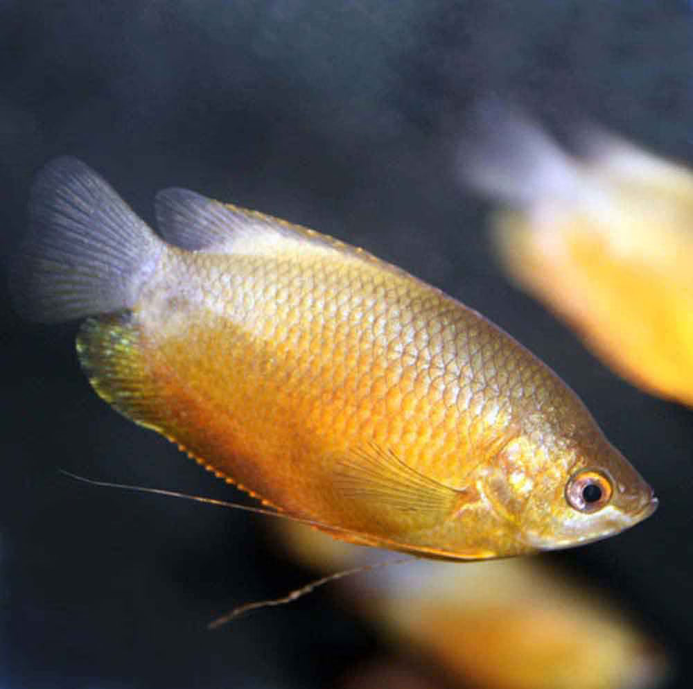 Sunset Thick Lip Gourami (Trichogaster labiosa) GOURAMI Danaqua Live Fish & More