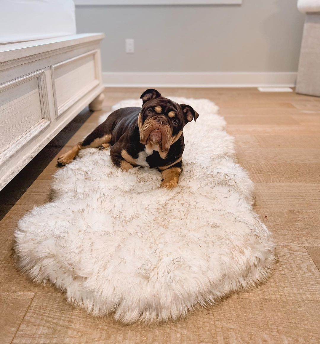 PupRug® Runner Faux Fur Memory Foam Dog Bed - Curve White with Brown Accents Dog Beds Paw