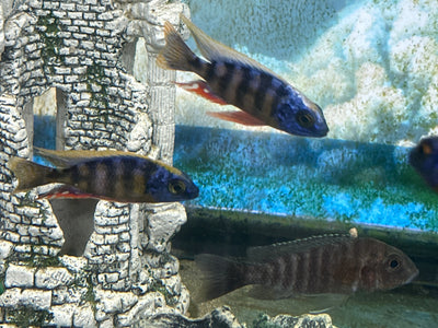 Taiwan Reef Cichlid (Protomelas sp. "Steveni Taiwan") AFRICAN CICHLIDS Danaqua Live Fish & More
