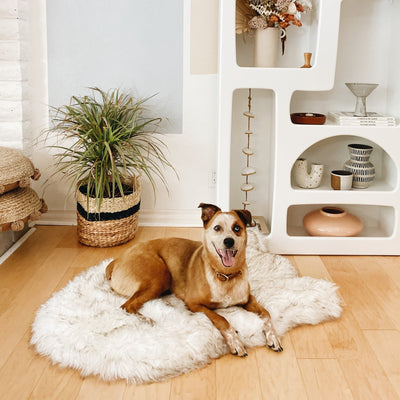 PupRug by Paw.com® Faux Fur Orthopedic Dog Bed - Curve White with Brown Accents Medium (40" L x 25" W) Dog Beds Paw.com