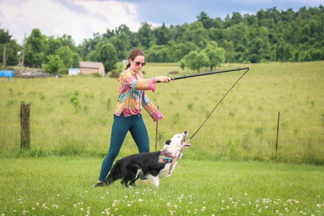 Flirt Pole + Critter Pack Bundle Enrichment Product SwiftPaws