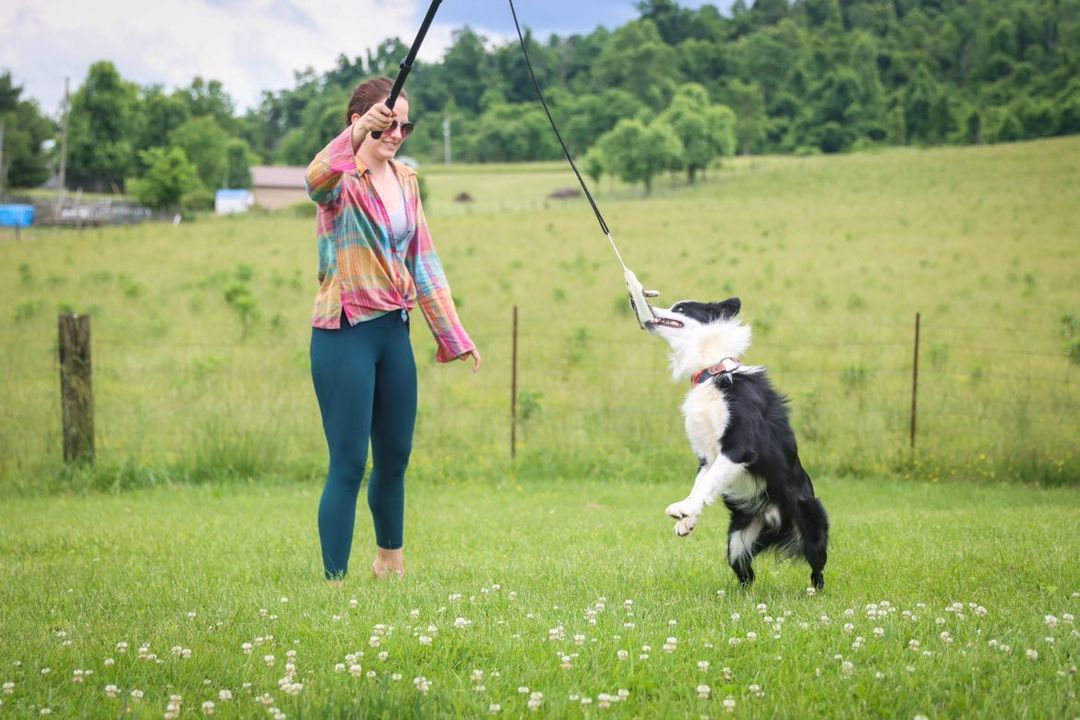 Flirt Pole + Critter Pack Bundle Enrichment Product SwiftPaws