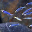 Zebra Danios BLUE DANIO Danaqua Live Fish & More