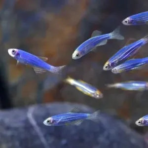 Zebra Danios BLUE DANIO Danaqua Live Fish & More