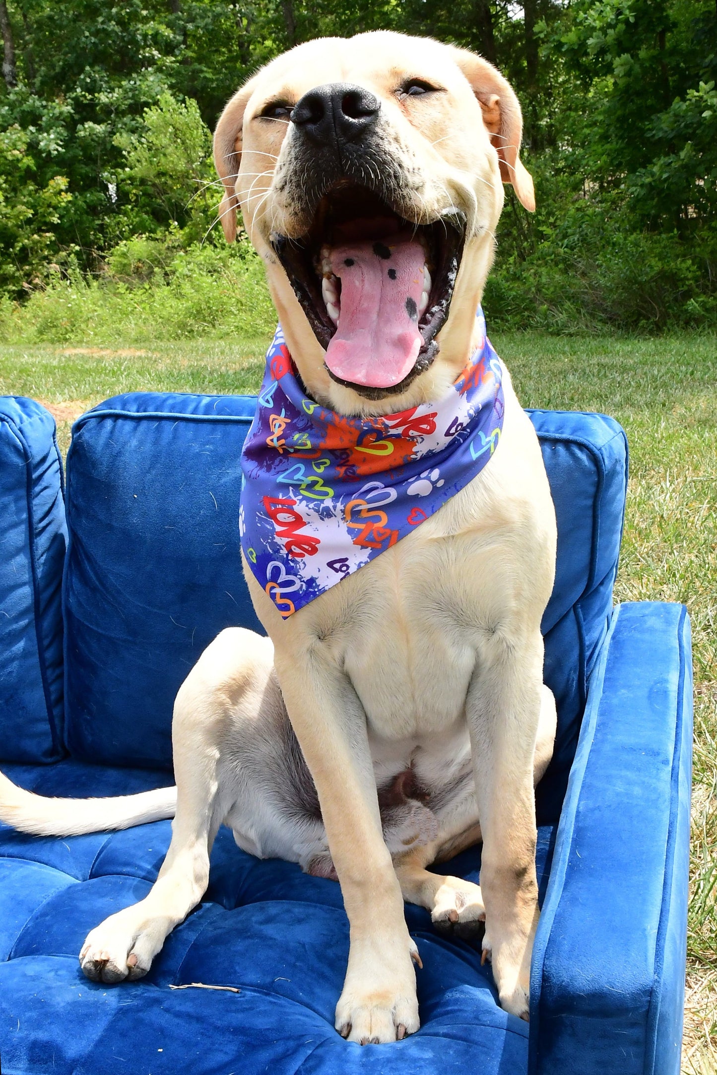 Love Graffiti Blue Dog Bandana 2 Hounds Design