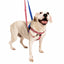 Star Spangled Freedom No-Pull Dog Harness – EarthStyle 2 Hounds Design