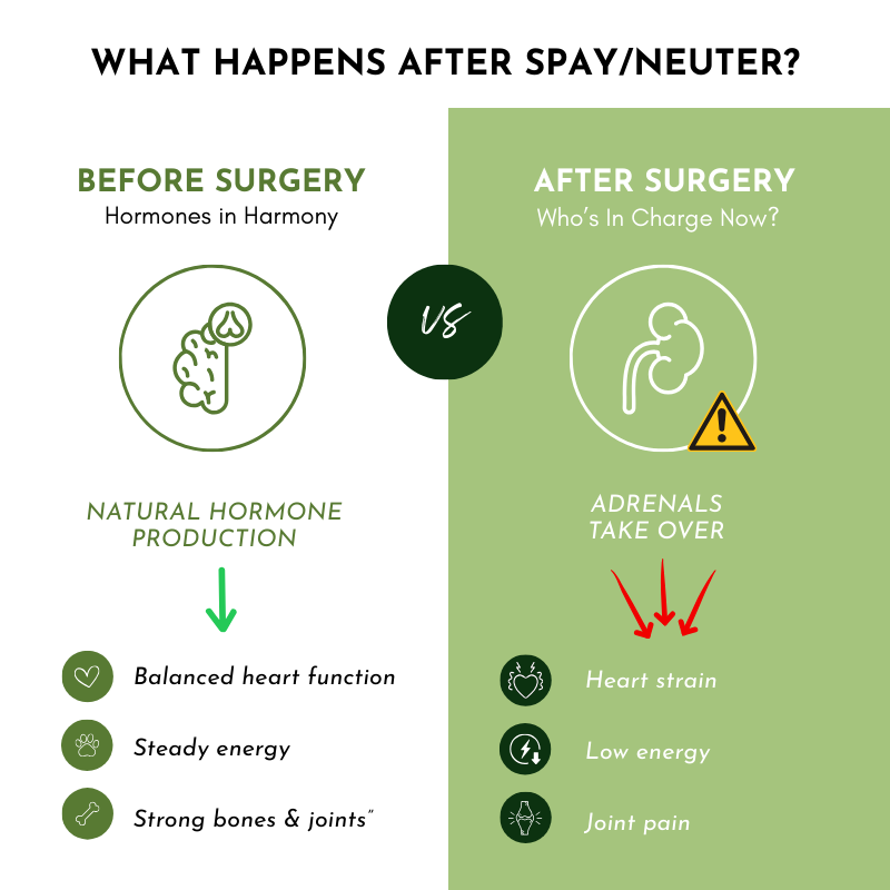 Holistic Total Body Support – Multivitamin & Glandular Support for Dogs and Cats Vitamins & Supplements Dr. Ruth Roberts