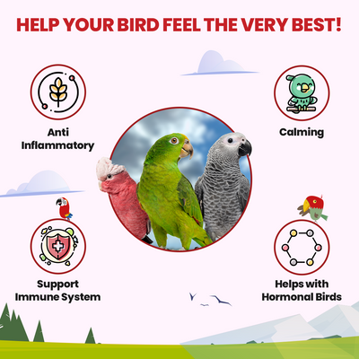 Halcyon Parrot Tea Parrot Tea Bird Street Bistro