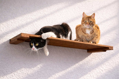 Wall Mounted Cat Shelf English Chestnut Bamboo 34" Escape Hatch Cat shelves/bed Catastrophic Creations