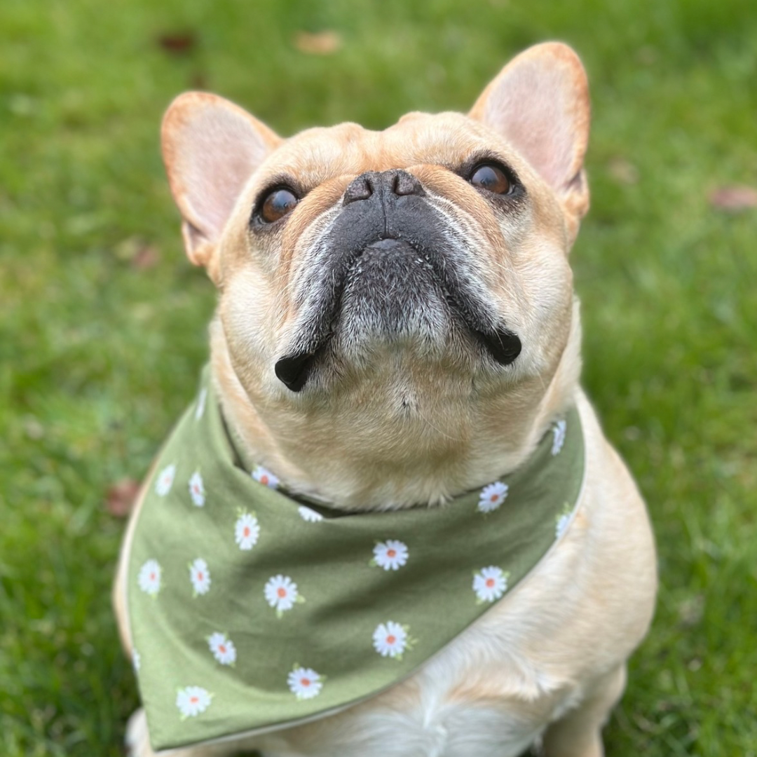 Daisy Dog Bandana Dog Bandana Happy Tails Outfitters