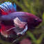 Elephant Ear Betta BETTA Danaqua Live Fish & More