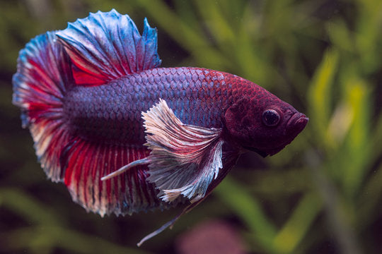 Elephant Ear Betta BETTA Danaqua Live Fish & More