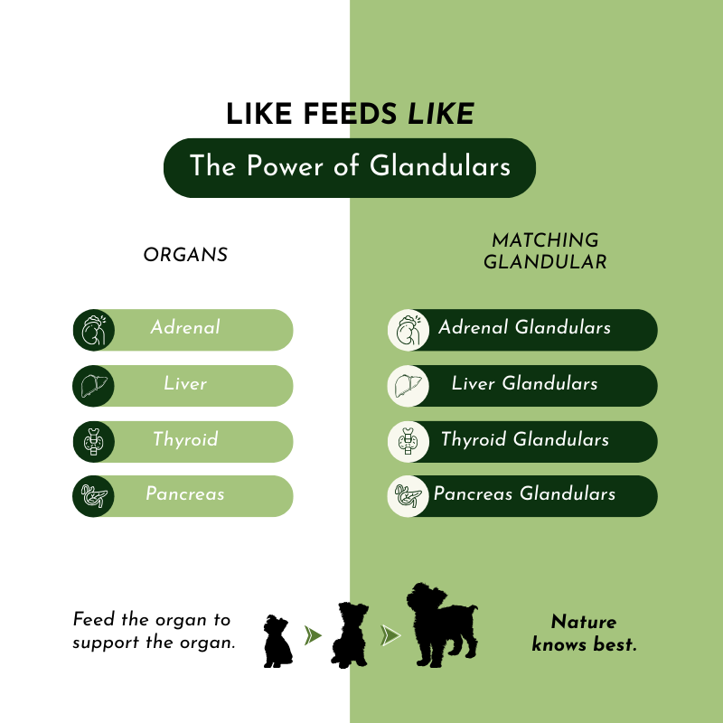 Holistic Total Body Support – Multivitamin & Glandular Support for Dogs and Cats Vitamins & Supplements Dr. Ruth Roberts