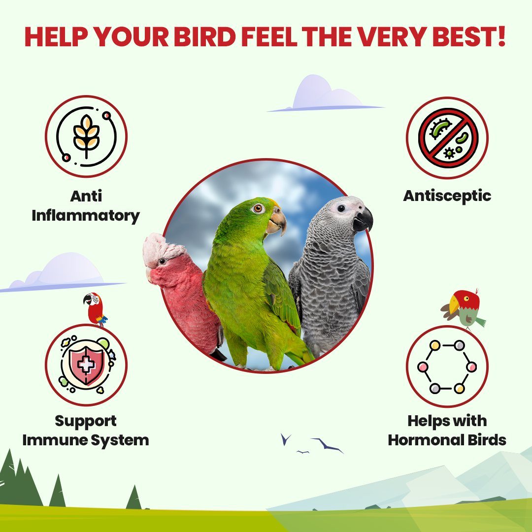 Parrot Tea Bundle Pack Parrot Tea Bird Street Bistro