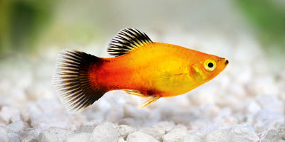 Sunburst Platy PLATY Danaqua Live Fish & More