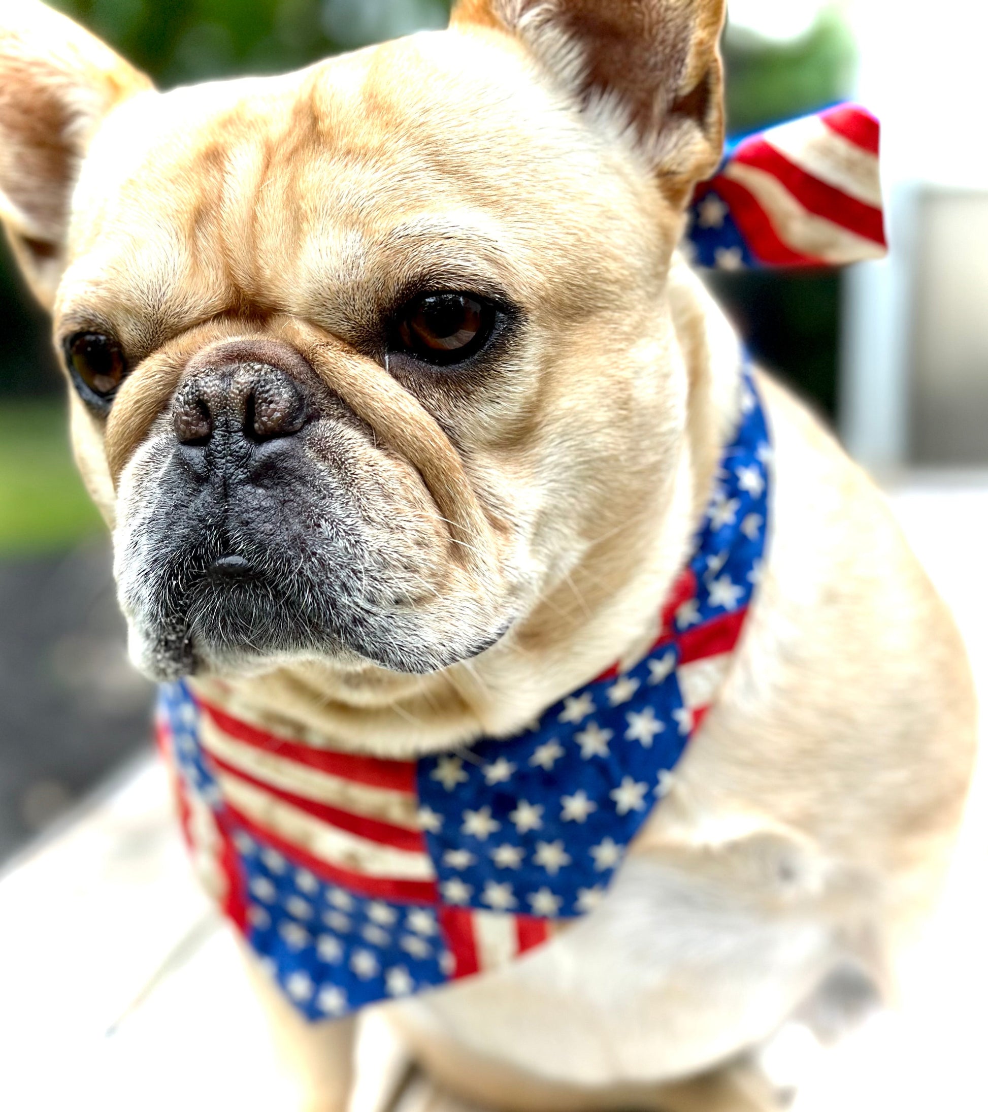 USA Dog Bandana Dog Bandana Happy Tails Outfitters