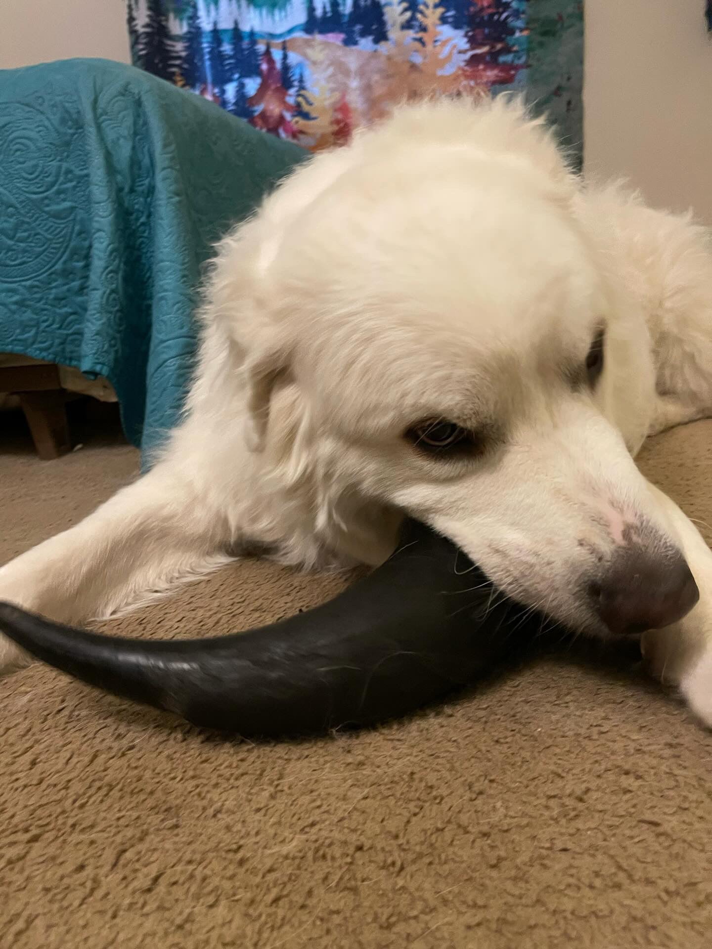 Bison Horn (Grass Fed & Finished) Naked Beasts