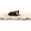 PupRug® Runner Faux Fur Memory Foam Dog Bed - Curve White with Brown Accents Dog Beds Paw