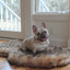 PupRug by Paw.com® Faux Fur Orthopedic Dog Bed - Curve Sable Tan Dog Beds Paw