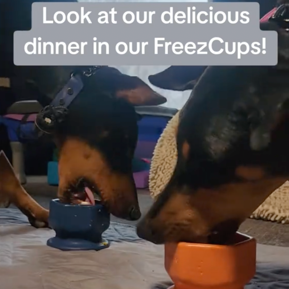 FreezCup - Long-Lasting Chew Fun Freezbone