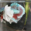 Elephant Ear Betta BETTA Danaqua Live Fish & More
