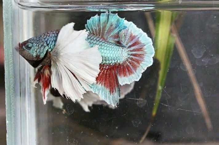 Elephant Ear Betta BETTA Danaqua Live Fish & More