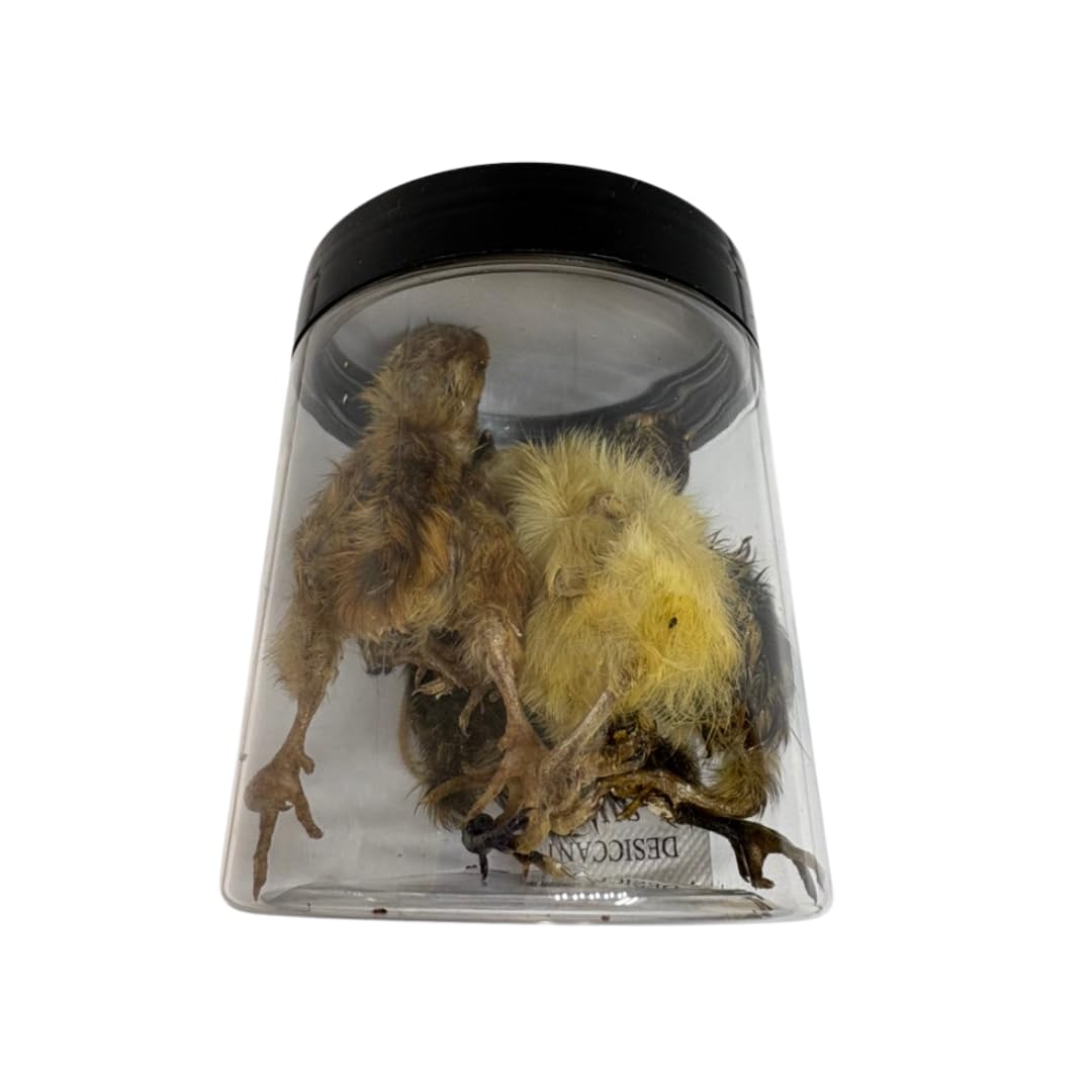 Whole Quail Chick for Carnivore Pets - Natural Prey Feeding - Quality Protein Source Medium Size Chicks 5 Count Quailz.com by Undique LLC