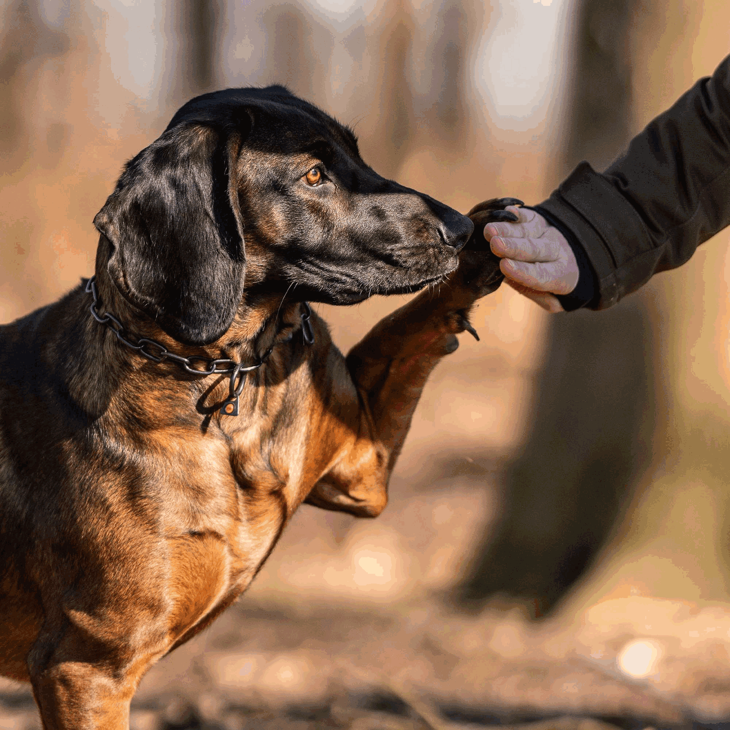 Herm Sprenger - Chain Collar with SPRENGER hook - Medium Links - Black Stainless Steel, 3 mm Dog Training Collar Dogline