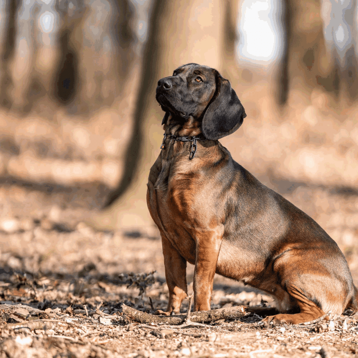 Herm Sprenger - Chain Collar with SPRENGER hook - Medium Links - Black Stainless Steel, 3 mm Dog Training Collar Dogline